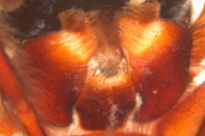 Amaurobius sp. - labium (c) Gebert