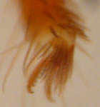 Dasumia canestrinii - tarsus (c) Hartmann