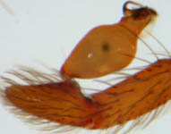 Harpactea hombergi - male palp (c) Hartmann