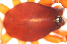 Harpactea hombergi - prosoma (c) Hartmann