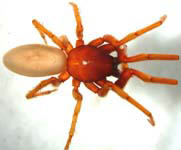 Harpactea rubicunda - habitus (c) Hartmann