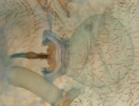 Harpactea rubicunda - cleared female genitalia (c) Rsel & Vollmer